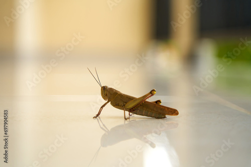 A huge brown grasshopper sits on the floor outside.