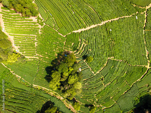 Aerial photography of the rural scenery of Longjing Tea Garden in West Lake, Hangzhou photo