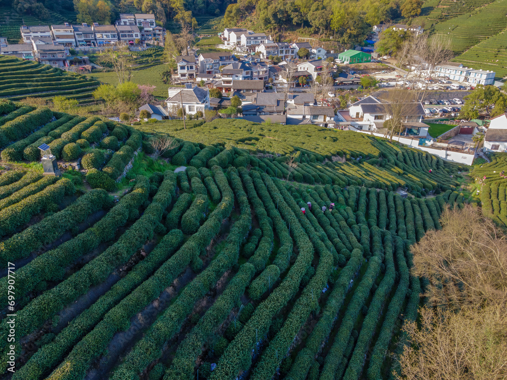 Aerial photography of the rural scenery of Longjing Tea Garden in West Lake, Hangzhou