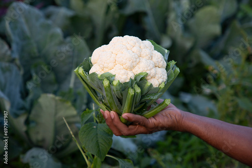 hand holding Fresh organic Cauliflower with the blurry background