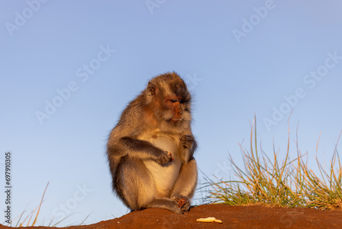 The crab-eating macaque  Macaca fascicularis   also known as the long-tailed macaque on the Mount Batur  Bali