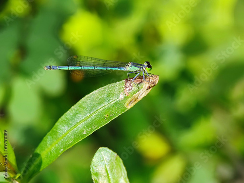 dragonfly, insect, nature, macro, animal, bug, green, damselfly, wildlife, fly, wings, closeup, wing, insects, fauna, leaf, dragon, summer, eyes, grass, plant, red, yellow, blue, close-up