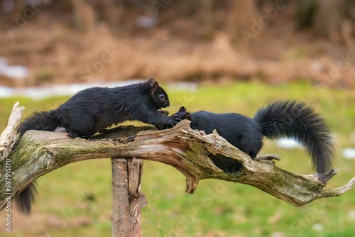 Canvas Print squirrels on a branch fighting