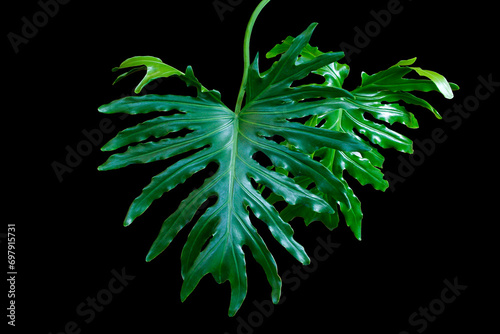 Dark green leaves of split-leaf philodendron selloum or monstera the exotic tropical foliage houseplant isolated on black background with clipping path