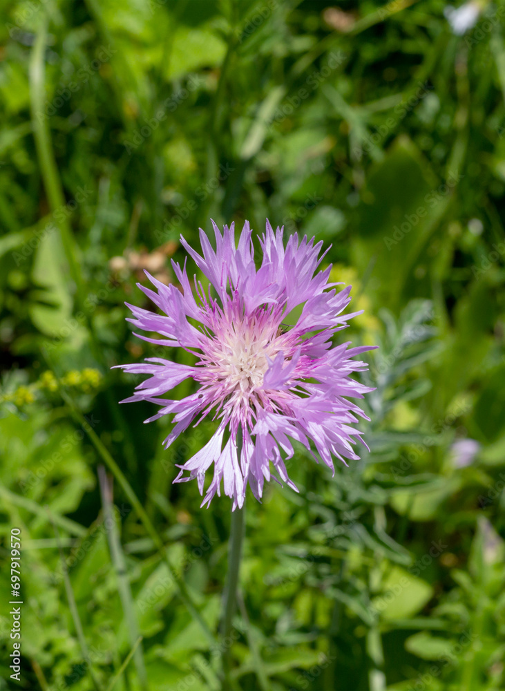 Subalpine meadows during the flowering period of plants, remnants of snow cover on the northern macrosclines of the mountains. Subalpine meadows during the flowering period of plants, remnants of snow cover on the northern macrosclines of the mountains.
