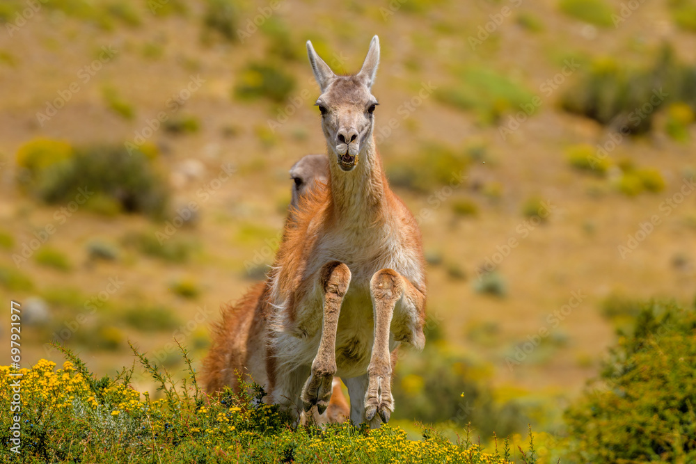 Guanaco jumping over a bush, Torres del Paine National Park, Chile