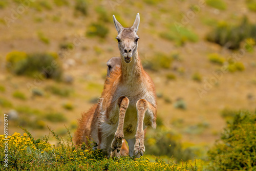 Guanaco jumping over a bush, Torres del Paine National Park, Chile