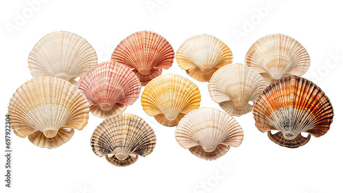 Seashells on a white background . Png Seahorse transparent ocean animal. 