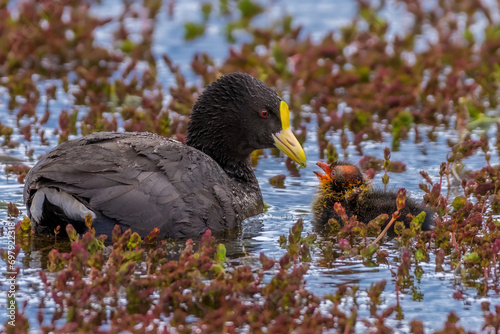 White-winged coot (Fulica leucoptera) with chick, Torres del Paine National Park, Chile photo