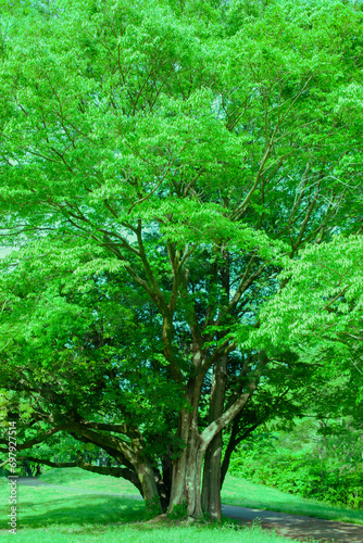 Fototapeta Naklejka Na Ścianę i Meble -  Green Tree