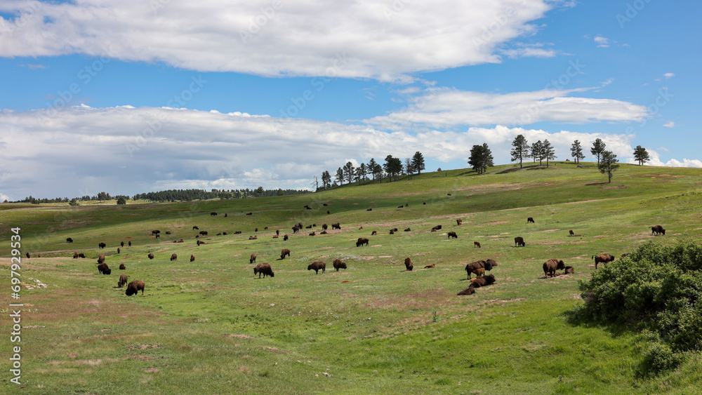 Wild bisons grazing on the prairie in Wind Cave National Park, Hot Springs, South Dakota Wild bisons grazing on the prairie in Wind Cave National Park, Hot Springs, South Dakota