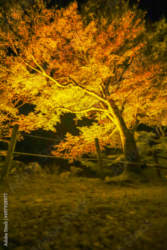 ライトアップされた香嵐渓の紅葉