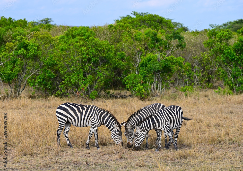 Fototapeta premium Several African zebra grazing in a natural environment