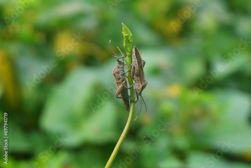 Pentatomomorpha standing on a leaf on a very beautiful morning photo