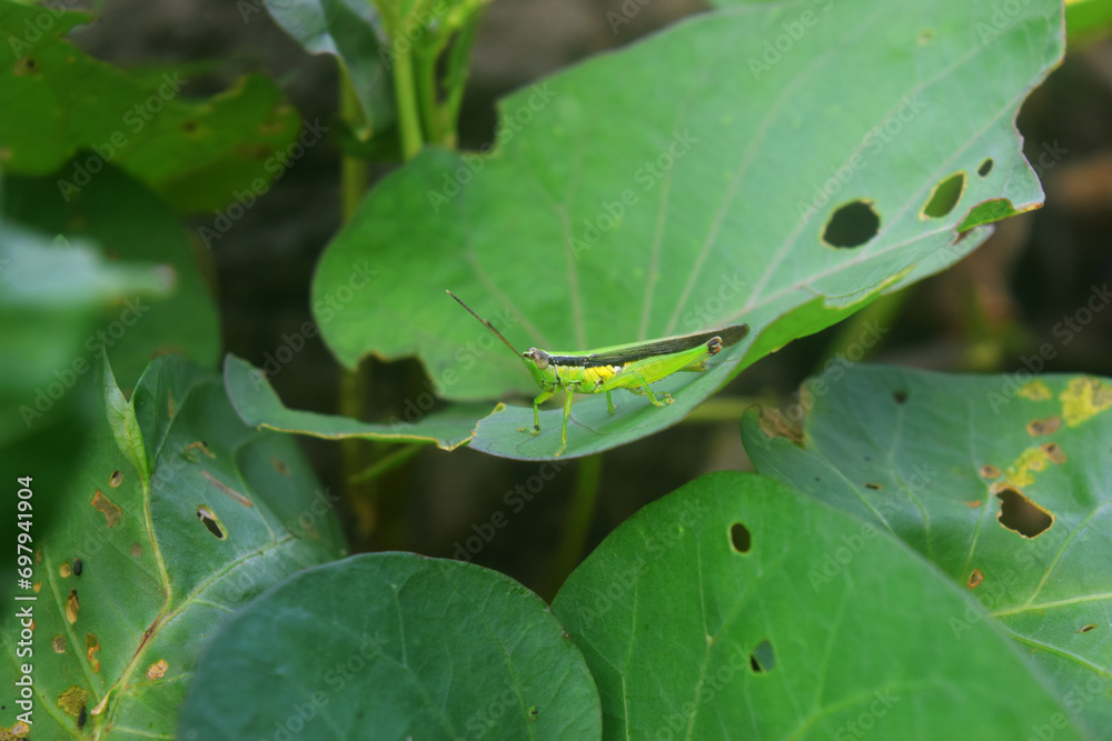 A small insect sits on a very fresh green leaf A small insect sits on a very fresh green leaf