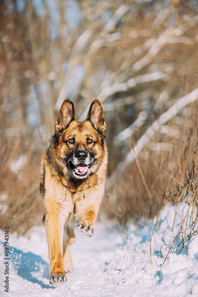 Purebred Adult Alsatian Wolf Dog Fast Running At Snow Winter Sunny Forest. Pet Friendship Concept. Playful Shepherd Dog Outdoors Winter Purebred Adult Alsatian Wolf Dog Fast Running At Snow Winter Sunny Forest. Pet Friendship Concept. Playful Shepherd Dog Outdoors Winter