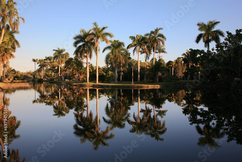 Reflection of palm trees at Fairchild Tropical Botanic Garden at sunset  Coral Gables  FL  USA