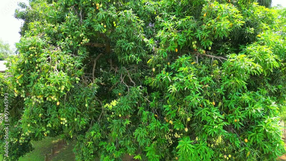 Flying around a big mango tree. Flying around a big mango tree.