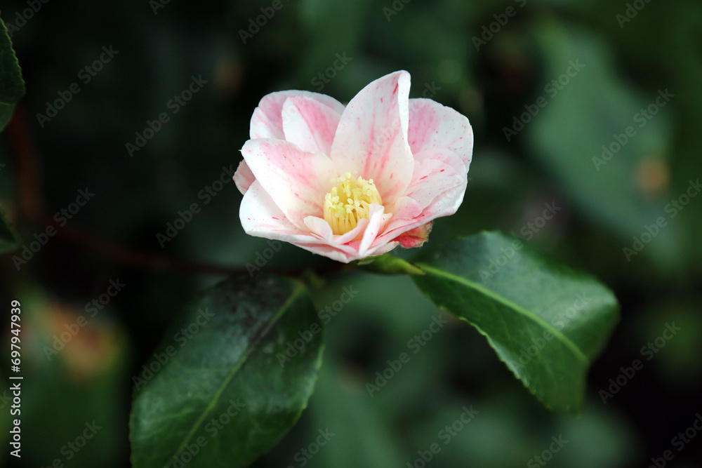 Macro image of a pink Japanese Camellia bloom, Derbyshire England Macro image of a pink Japanese Camellia bloom, Derbyshire England