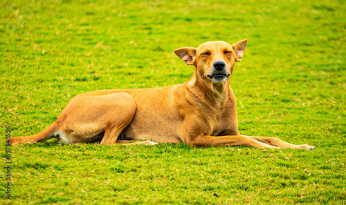 A cute brown pet dog. Picture useful for gift, kids, children, students, teachers, house interiors. Picture taken near Chennai, Tamil Nadu, India.