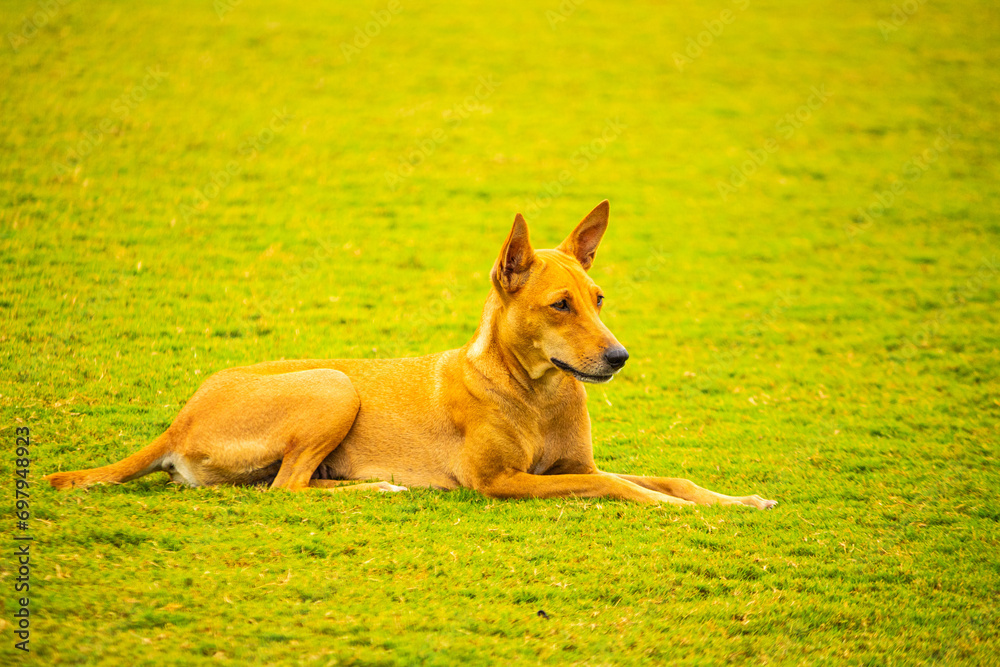 A cute brown pet dog. Picture useful for gift, kids, children, students, teachers, house interiors. Picture taken near Chennai, Tamil Nadu, India. A cute brown pet dog. Picture useful for gift, kids, children, students, teachers, house interiors. Picture taken near Chennai, Tamil Nadu, India.