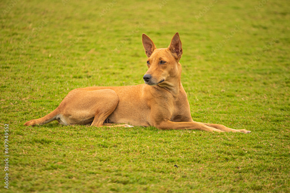 A cute brown pet dog. Picture useful for gift, kids, children, students, teachers, house interiors. Picture taken near Chennai, Tamil Nadu, India. A cute brown pet dog. Picture useful for gift, kids, children, students, teachers, house interiors. Picture taken near Chennai, Tamil Nadu, India.