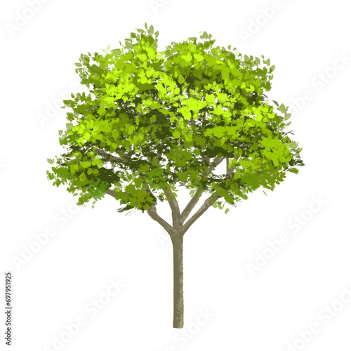 若葉の生い茂った太い幹の街路樹のイラスト