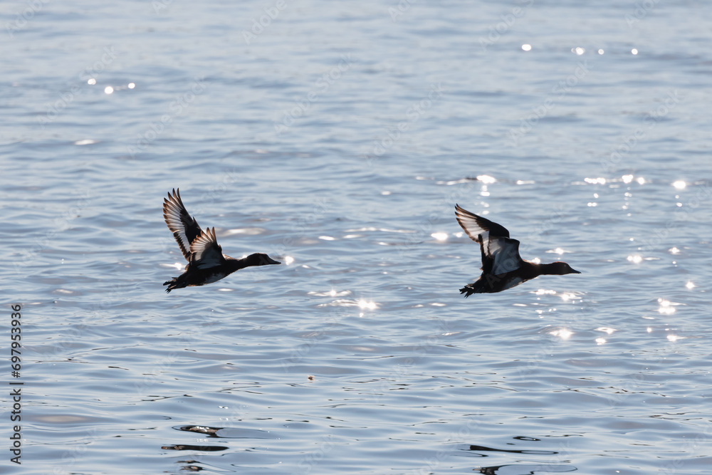 Nile goose flying over the waters of river - Nile river, Egypt Nile goose flying over the waters of river - Nile river, Egypt
