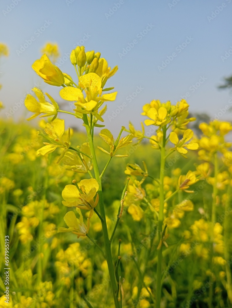 Rape flowers close-up against a blue sky with clouds in rays of sunlight on nature in spring, panoramic view. Growing blossoming rape, soft focus, copy space. Rape flowers close-up against a blue sky with clouds in rays of sunlight on nature in spring, panoramic view. Growing blossoming rape, soft focus, copy space.