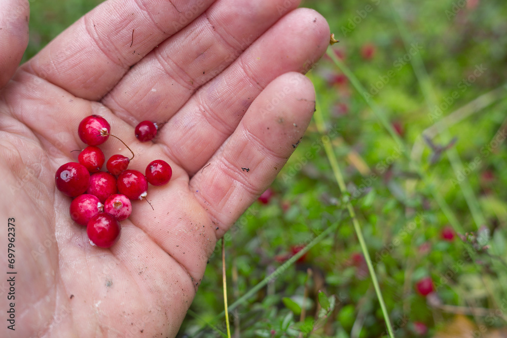 Wild cranberry lies on the palm of a man. Wild cranberry lies on the palm of a man.