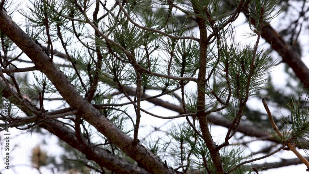 Trees in Boulder Colorado Urban Environments