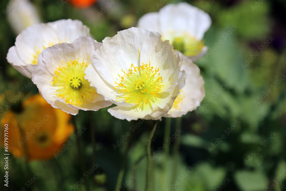 Macro image of three white Icelandic Poppy flowers, Derbyshire England
Macro image of three white Icelandic Poppy flowers, Derbyshire England