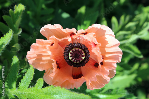 Overhead image of a pink Oriental Poppy bloom, Derbyshire England photo