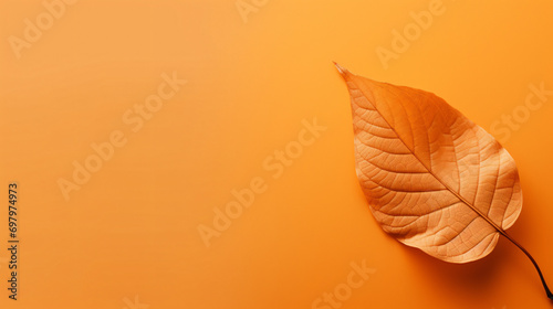 Autumn dried leaf on an orange background
