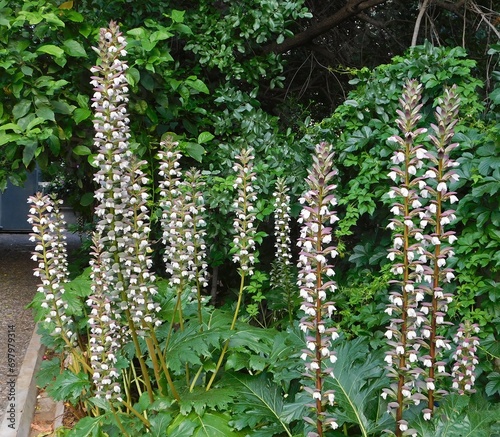 Bear’s breeches, or oyster plant, or Acanthus mollis plants with flowers in Attica, Greece photo