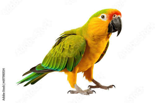 Beauty of Parrot Isolated On Transparent Background