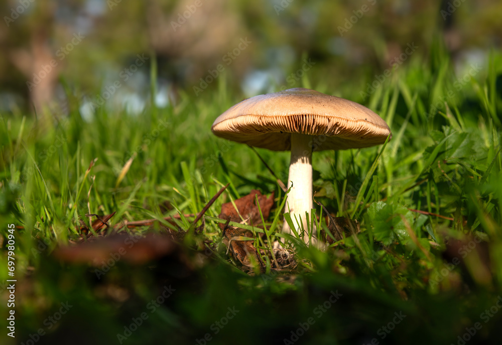 mushroom growing among green grass mushroom growing among green grass