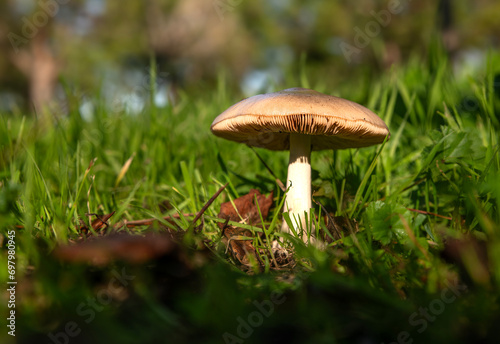 mushroom growing among green grass