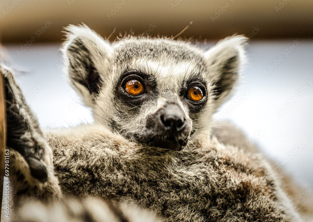 Lemurs animals in London Zoo Lemurs animals in London Zoo