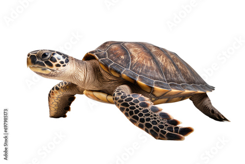 World Sea Turtle Isolated On Transparent Background
