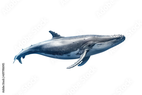 Whale Image Isolated On Transparent Background