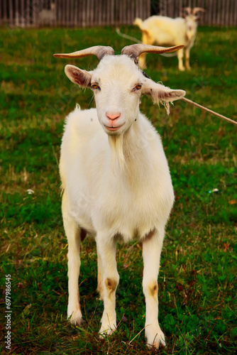 Goats.- A herd of goats, bearded goats grazing in a green meadow. they are grazing the grass. young goats with horns, a collective farm herd. Close-up. wildlife. The concept of animal husbandry on the