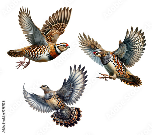 A set of Rock Partridges flying on a transparent background 