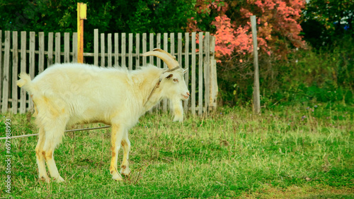 Fototapeta Naklejka Na Ścianę i Meble -  Goats.- A herd of goats, bearded goats grazing in a green meadow. they are grazing the grass. young goats with horns, a collective farm herd. Close-up. wildlife. The concept of animal husbandry on the
