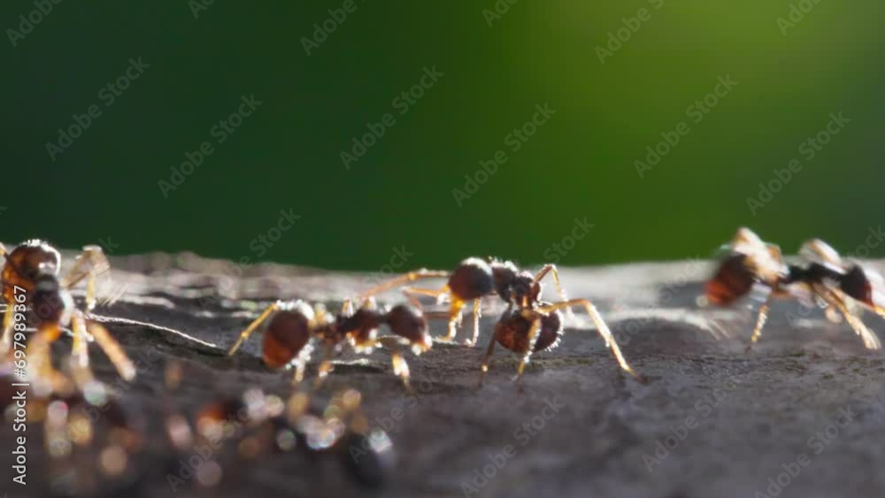 Super macro shot of ants running along tree trunk. Incredible macro wildlife ant