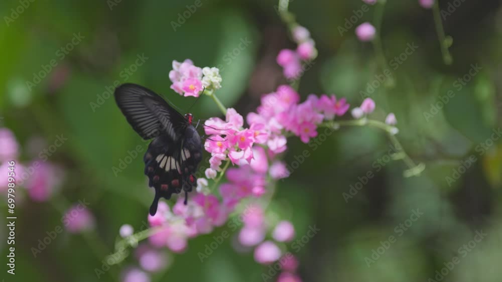 Large black tropical butterfly collects nectar flying around pink flowers. Slow motion shot of butterfly in wild nature