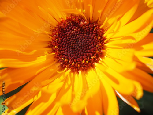 Macro de flor con petalas amarillos