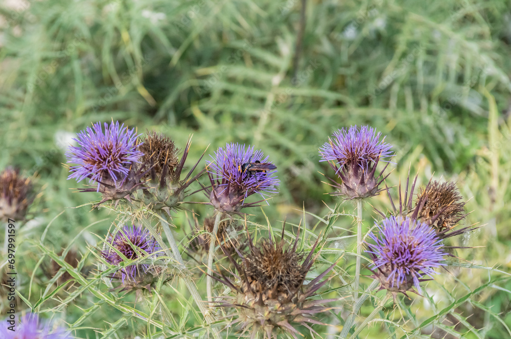 Cynara Cardunculus Native From Mediterranean Region Cynara Cardunculus Native From Mediterranean Region