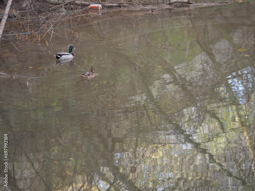 Pato con su cria en el rio photo
