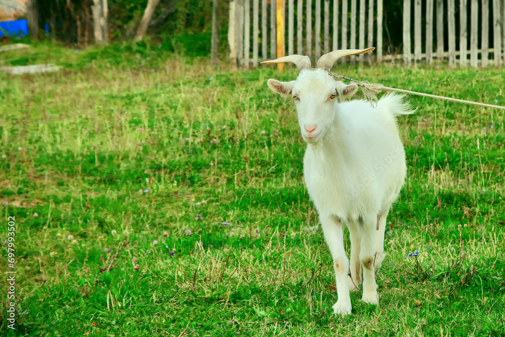 Goats.- A herd of goats, bearded goats grazing in a green meadow. they are grazing the grass. young goats with horns, a collective farm herd. Close-up. wildlife. The concept of animal husbandry on the Goats.- A herd of goats, bearded goats grazing in a green meadow. they are grazing the grass. young goats with horns, a collective farm herd. Close-up. wildlife. The concept of animal husbandry on the